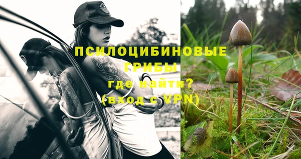 шишки Новозыбков